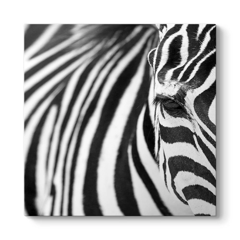 Zebra Tablosu - Model 3